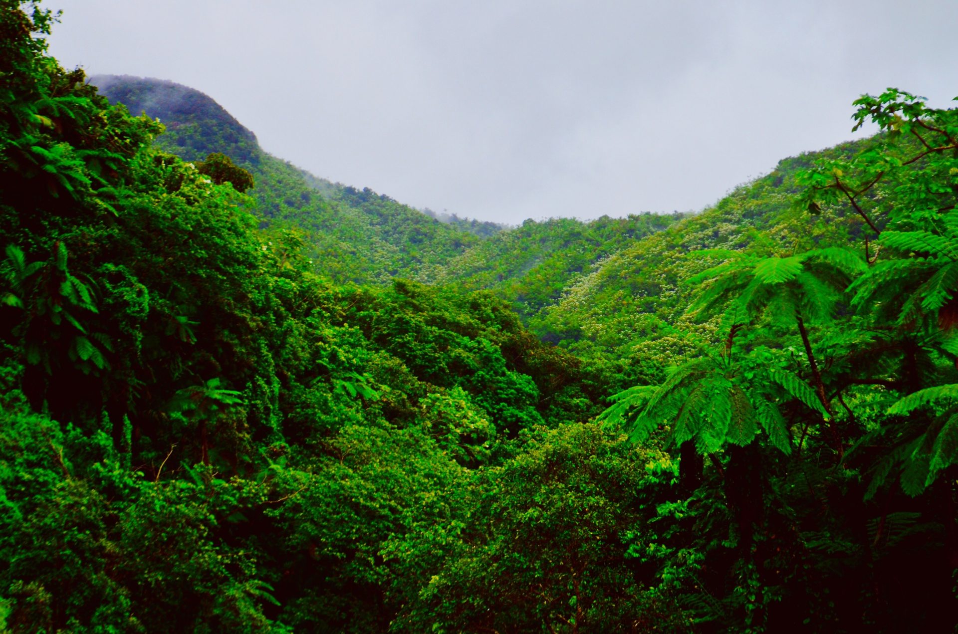 Facts about the Rainforests
